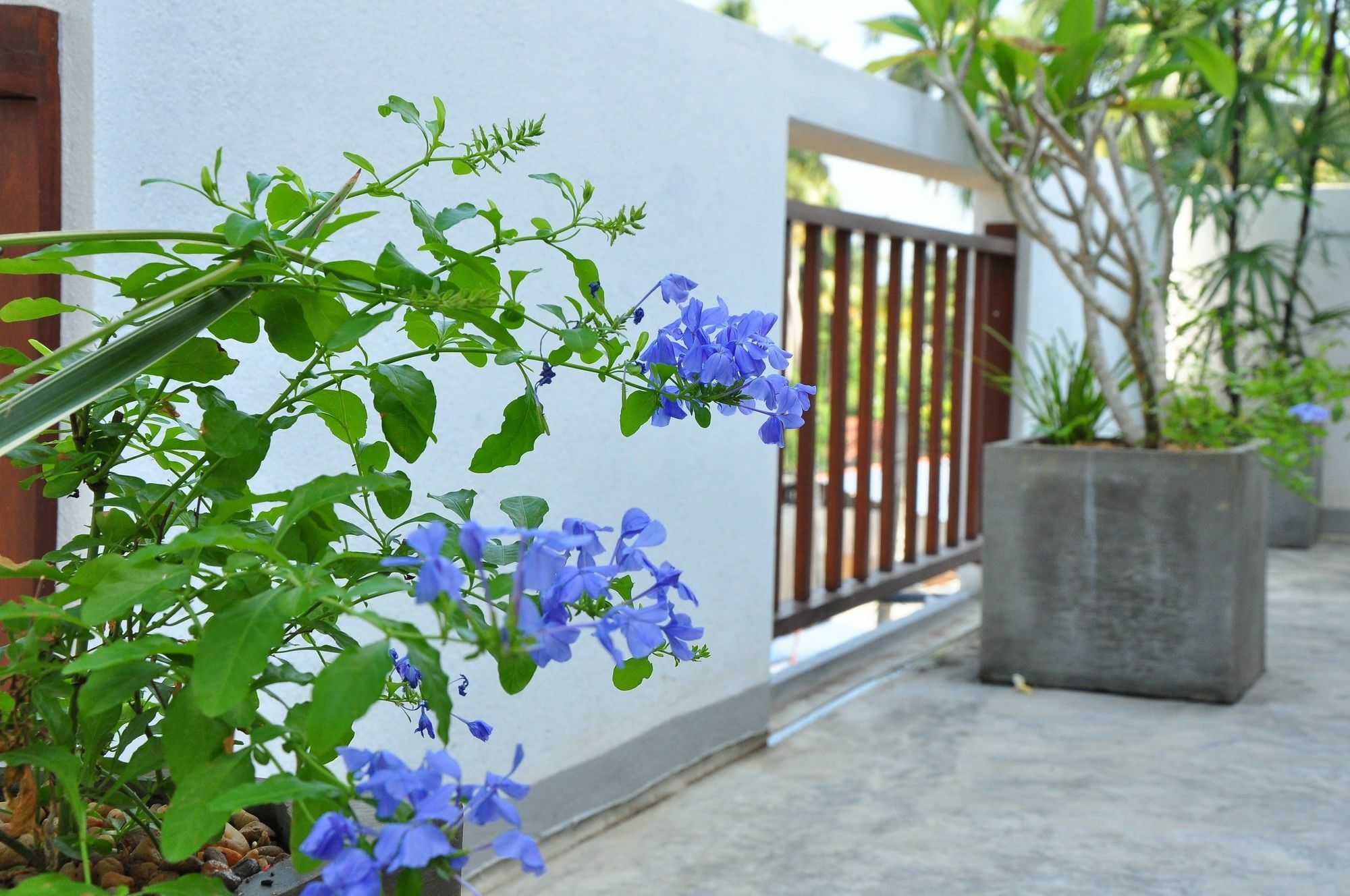 Brizo Weligama Hotell Eksteriør bilde